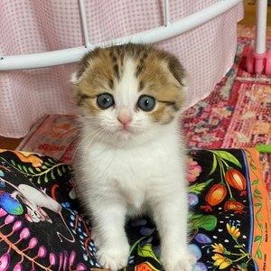 Meet your Posher, Hanna